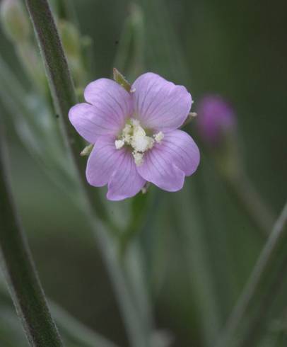 Fotografia de capa Epilobium lanceolatum - do Jardim Botânico