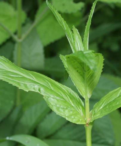 Fotografia de capa Epilobium obscurum - do Jardim Botânico