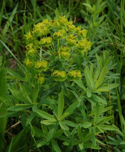 Fotografia de capa Euphorbia esula subesp. esula - do Jardim Botânico