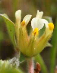 Tripodion tetraphyllum