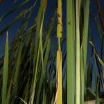 Fotografia 7 da espécie Typha domingensis do Jardim Botânico UTAD