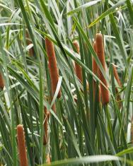 Fotografia da espécie Typha domingensis