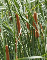 Typha domingensis