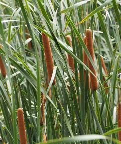 Fotografia da espécie Typha domingensis