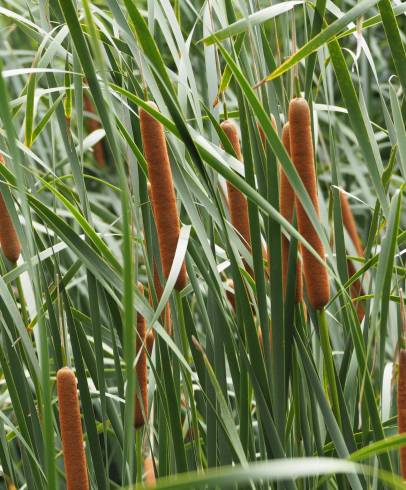 Fotografia de capa Typha domingensis - do Jardim Botânico