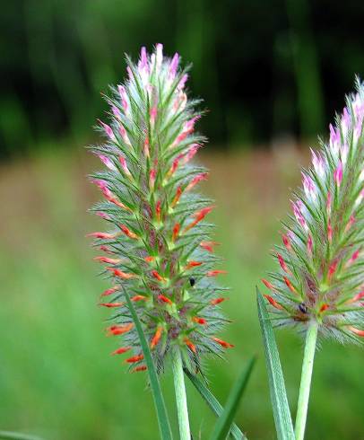 Fotografia de capa Trifolium angustifolium - do Jardim Botânico