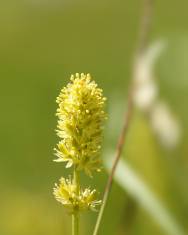 Fotografia da espécie Tofieldia calyculata