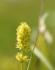 Tofieldia calyculata