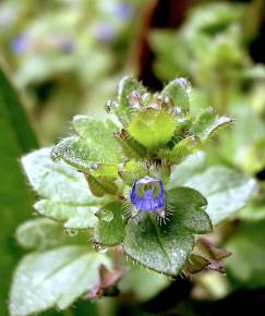 Fotografia da espécie Veronica hederifolia