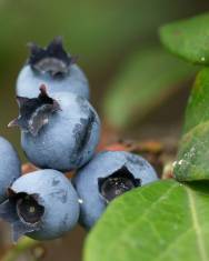 Fotografia da espécie Vaccinium corymbosum