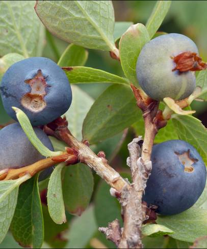 Fotografia de capa Vaccinium myrtillus - do Jardim Botânico