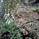 Fotografia 6 da espécie Teucrium pseudochamaepitys do Jardim Botânico UTAD