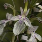 Fotografia 10 da espécie Teucrium pseudochamaepitys do Jardim Botânico UTAD