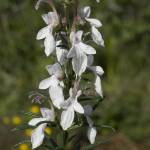 Fotografia 12 da espécie Teucrium pseudochamaepitys do Jardim Botânico UTAD