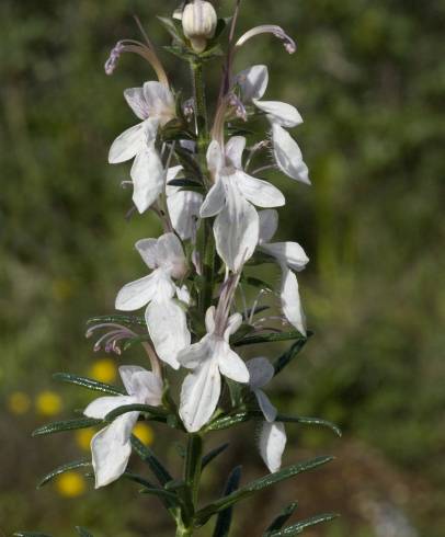 Fotografia de capa Teucrium pseudochamaepitys - do Jardim Botânico