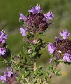 Fotografia da espécie Thymus camphoratus