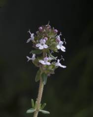 Fotografia da espécie Thymus vulgaris subesp. vulgaris