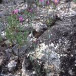 Fotografia 6 da espécie Centaurium erythraea subesp. grandiflorum do Jardim Botânico UTAD