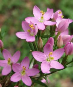 Fotografia da espécie Centaurium erythraea