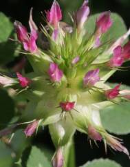 Trifolium spumosum