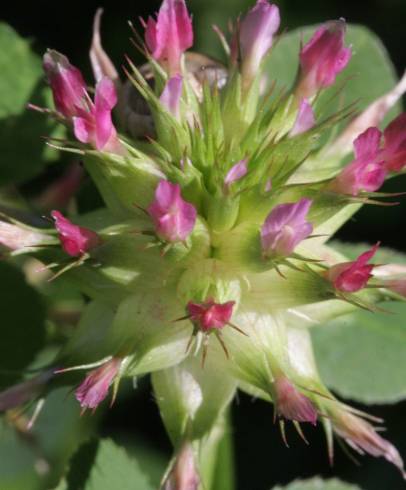 Fotografia de capa Trifolium spumosum - do Jardim Botânico