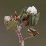 Fotografia 11 da espécie Trifolium scabrum do Jardim Botânico UTAD