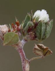 Trifolium scabrum