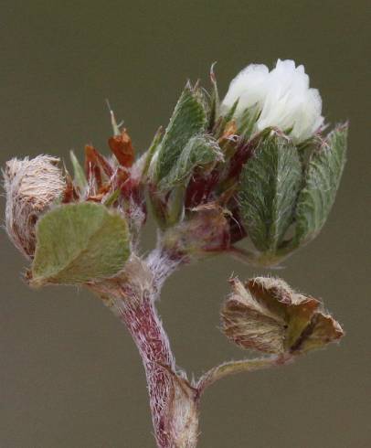 Fotografia de capa Trifolium scabrum - do Jardim Botânico