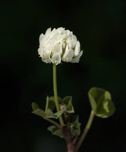 Fotografia de capa Trifolium squamosum - do Jardim Botânico