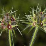 Fotografia 16 da espécie Trifolium stellatum do Jardim Botânico UTAD