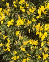 Fotografia da espécie Ulex erinaceus