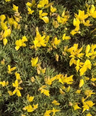 Fotografia de capa Ulex erinaceus - do Jardim Botânico