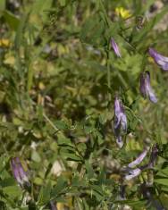 Fotografia da espécie Vicia parviflora