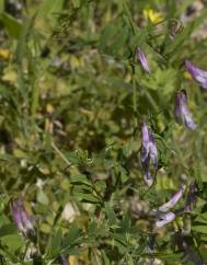 Vicia parviflora