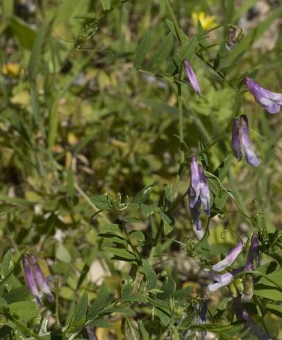 Fotografia de capa Vicia parviflora - do Jardim Botânico