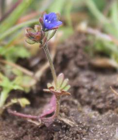 Fotografia da espécie Veronica triphyllos