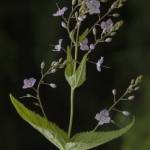 Fotografia 8 da espécie Veronica urticifolia do Jardim Botânico UTAD