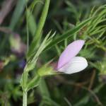 Fotografia 8 da espécie Vicia bithynica do Jardim Botânico UTAD