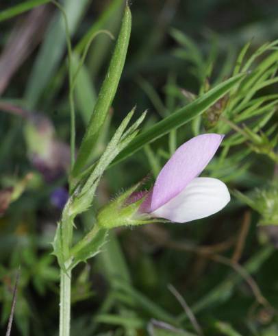 Fotografia de capa Vicia bithynica - do Jardim Botânico