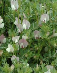 Vicia lutea subesp. vestita