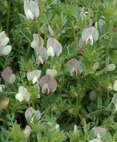 Fotografia de capa Vicia lutea subesp. vestita - do Jardim Botânico