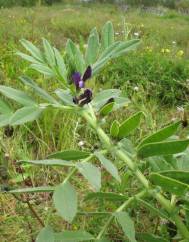 Vicia narbonensis