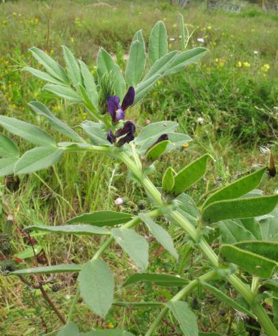 Fotografia de capa Vicia narbonensis - do Jardim Botânico