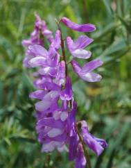 Vicia tenuifolia