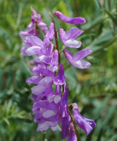 Fotografia de capa Vicia tenuifolia - do Jardim Botânico