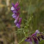 Fotografia 6 da espécie Vicia tenuifolia do Jardim Botânico UTAD