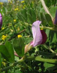 Vicia sativa subesp. sativa