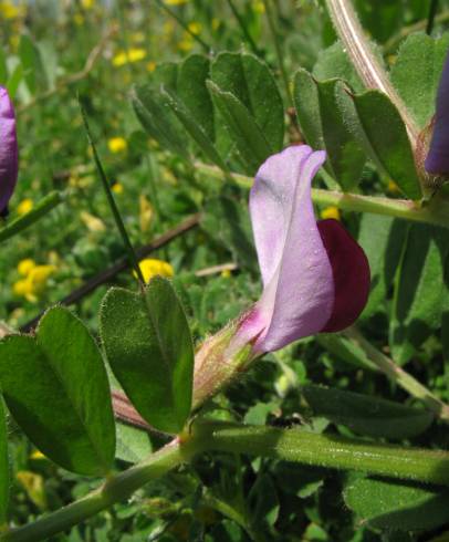 Fotografia de capa Vicia sativa subesp. sativa - do Jardim Botânico