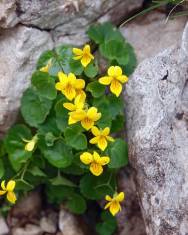 Fotografia da espécie Viola biflora