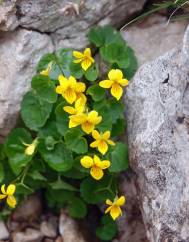 Viola biflora